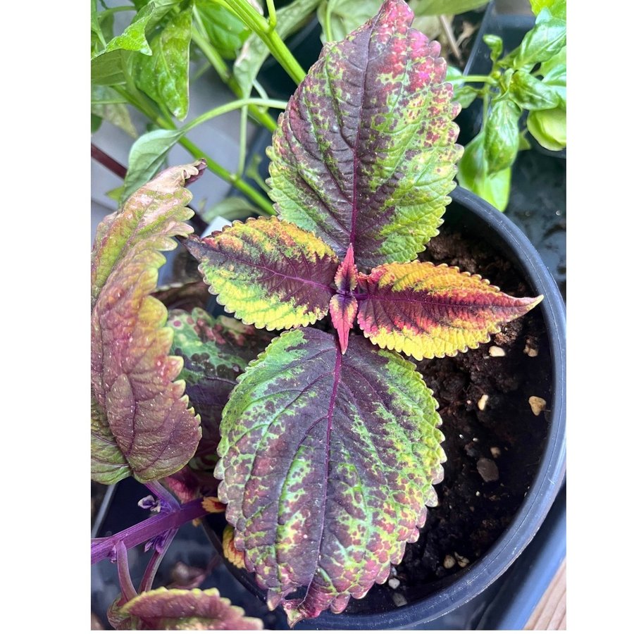 Palettblad/coleus stickling 2* FRÖIS EFTER HOT LIPS