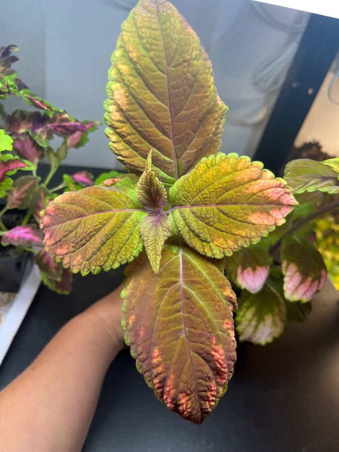 Palettblad/coleus stickling 2* FRÖIS EFTER HOT LIPS