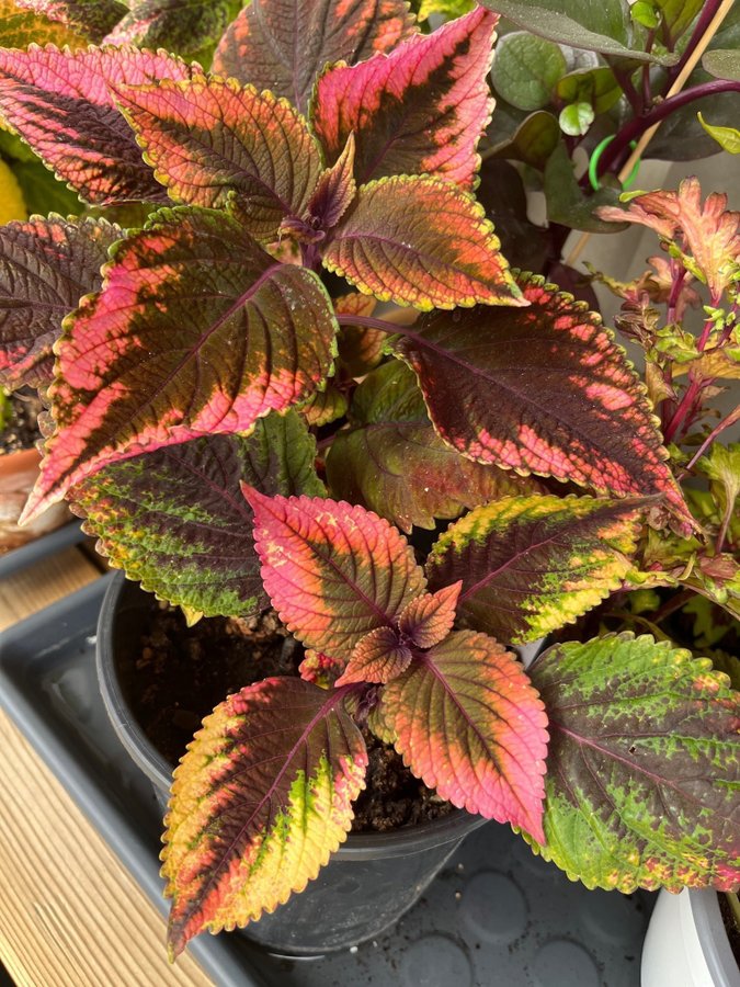 Palettblad/coleus stickling 2* FRÖIS EFTER HOT LIPS