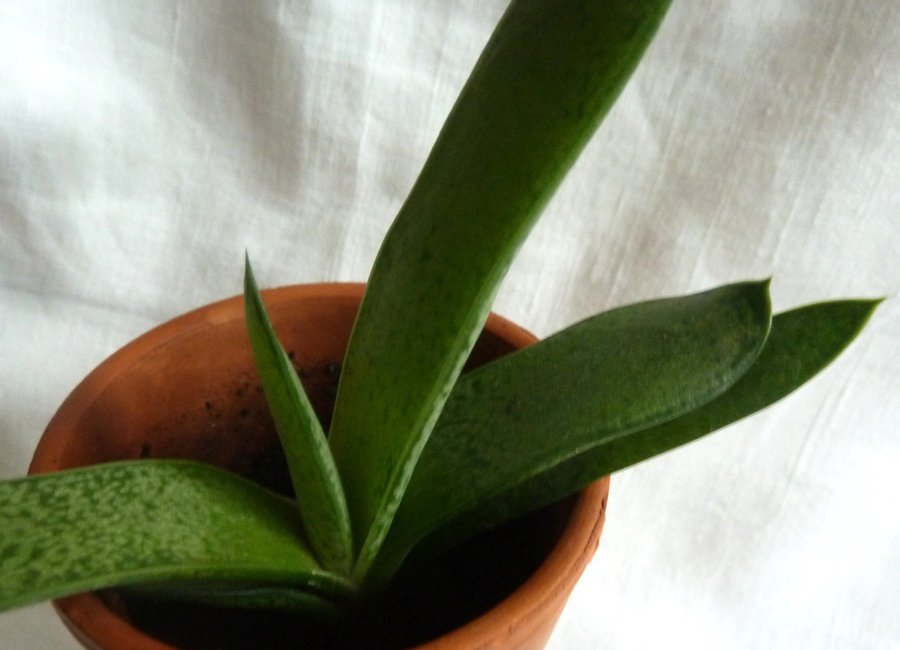 Gasteria pillansii Succulent Stickling Det längsta bladet ca 145cm