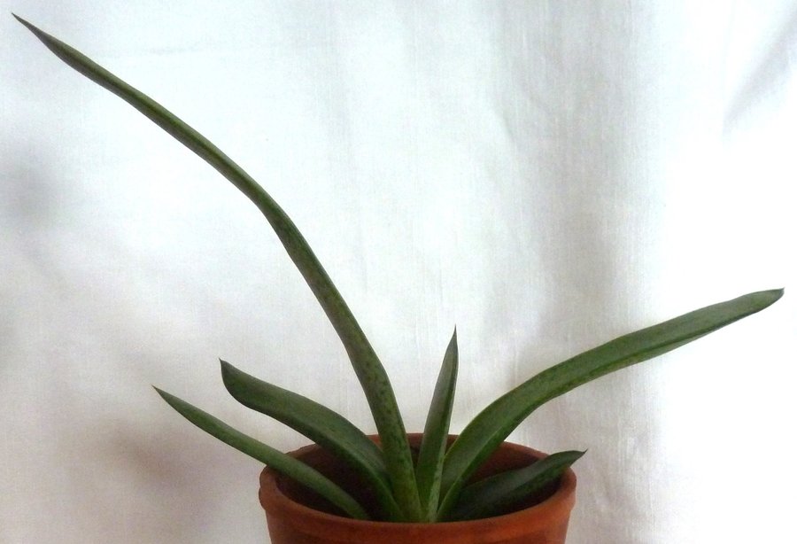 Gasteria pillansii Succulent Stickling Det längsta bladet ca 145cm