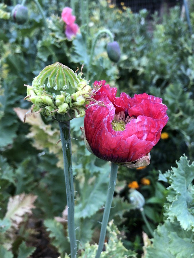 Hen and Chicks Multipod 50 frön En riktig raritet helt unik vallmo sort