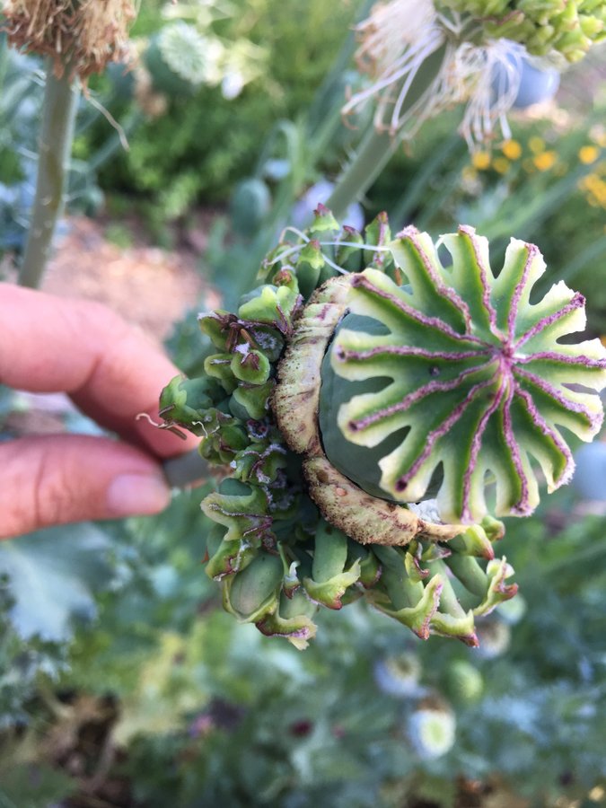 Hen and Chicks Multipod 50 frön En riktig raritet helt unik vallmo sort