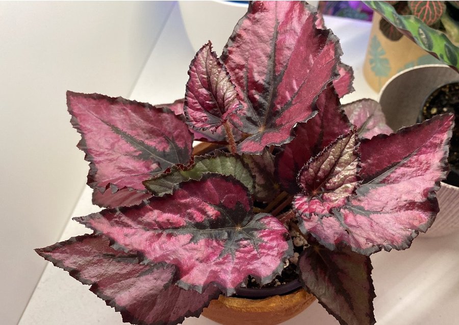 Begonia Rex "Red Kiss"