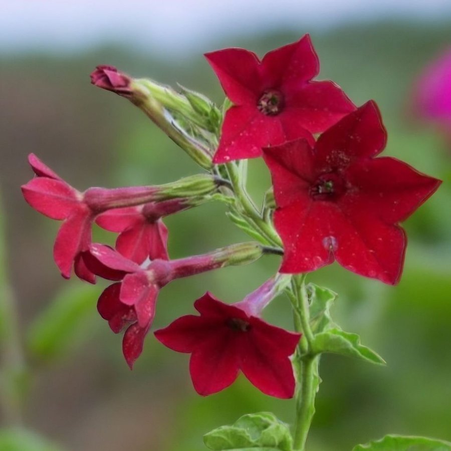 **REA** Blomstertobak 'crimson bedder' frön