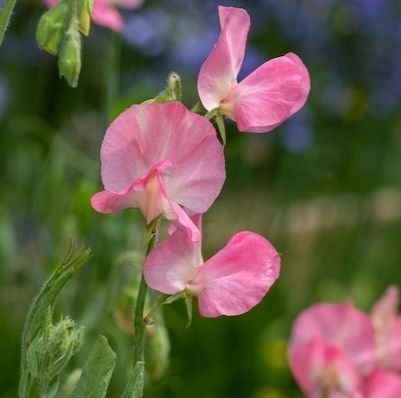 **REA** Luktärter 'Royal rose' 6 frön