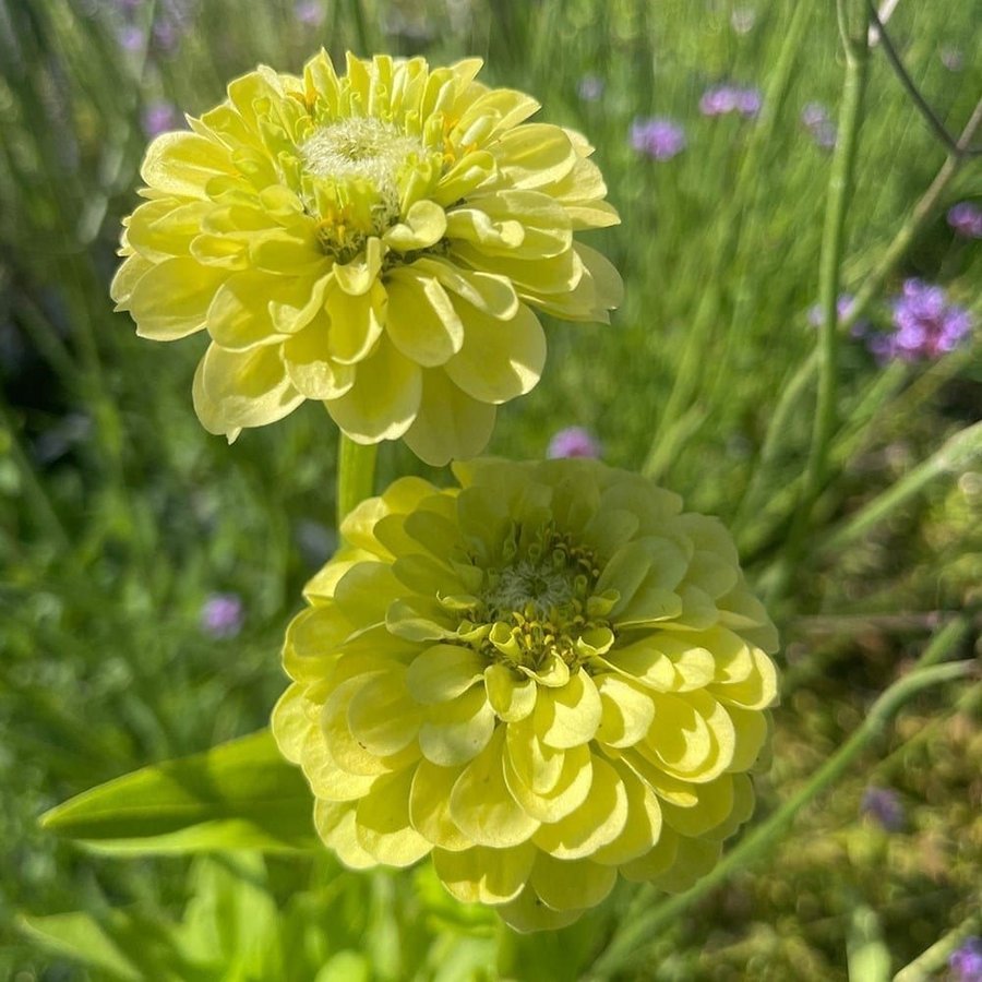 **REA** Zinnia 'Envy' frön