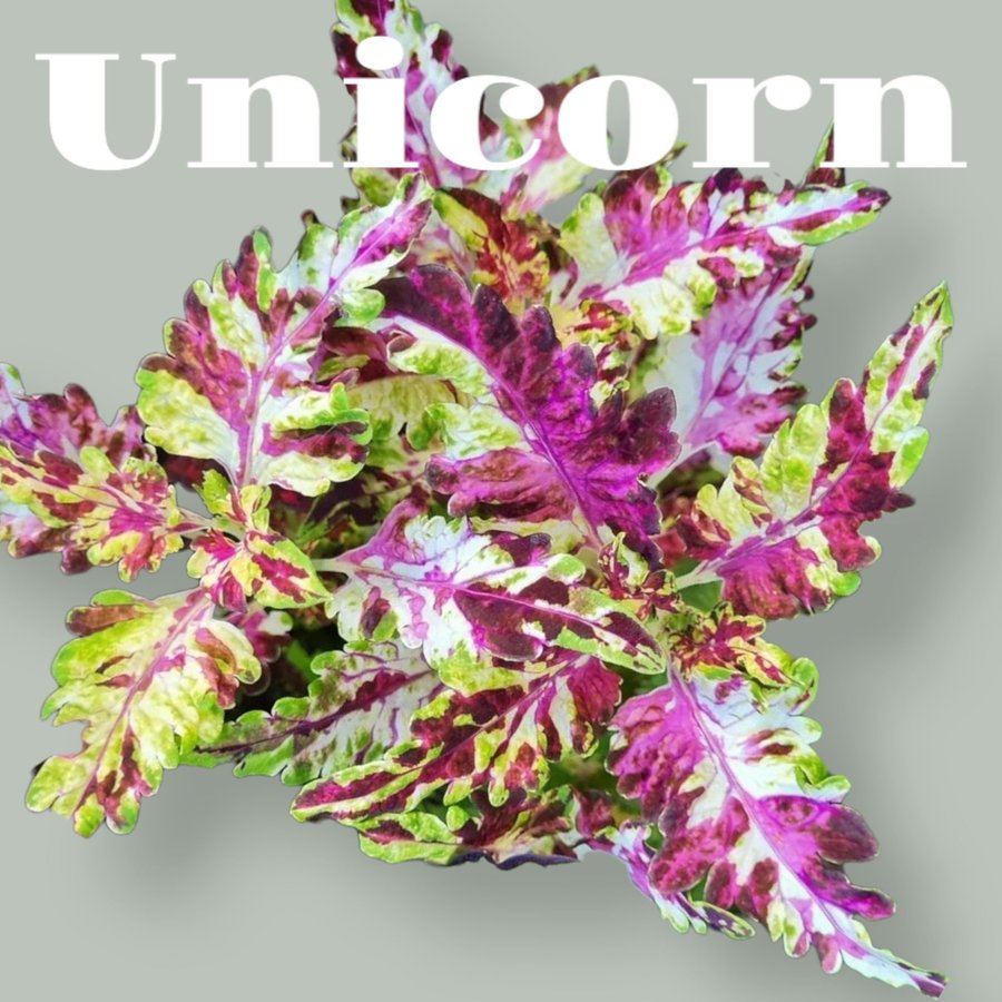 Palettblad frön 5+ Unicorn