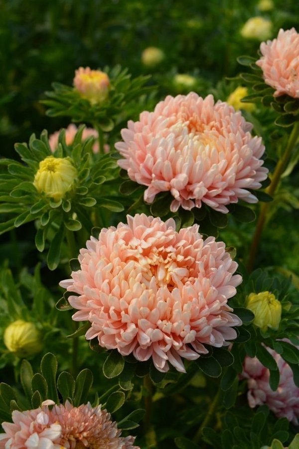 **REA** Aster 'Salmon Peony' frön