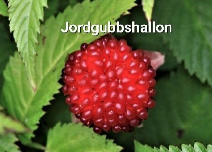 Jordgubbshallon fin planta Livskraftig fin