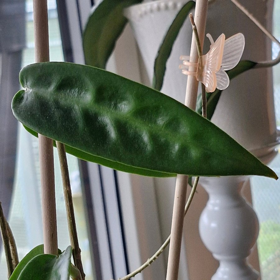 Hoya archboldiana pink