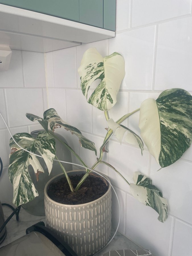 Monstera Variegata - Rotad stickling med tre blad (45 cm lång!)