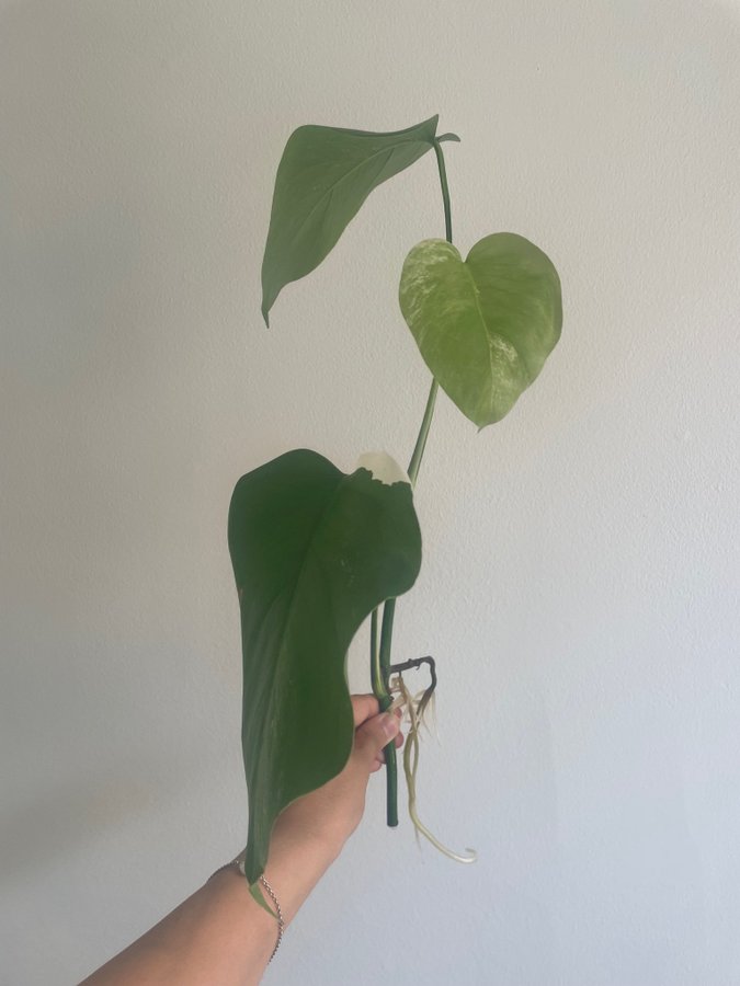 Monstera Variegata - Rotad stickling med tre blad (45 cm lång!)