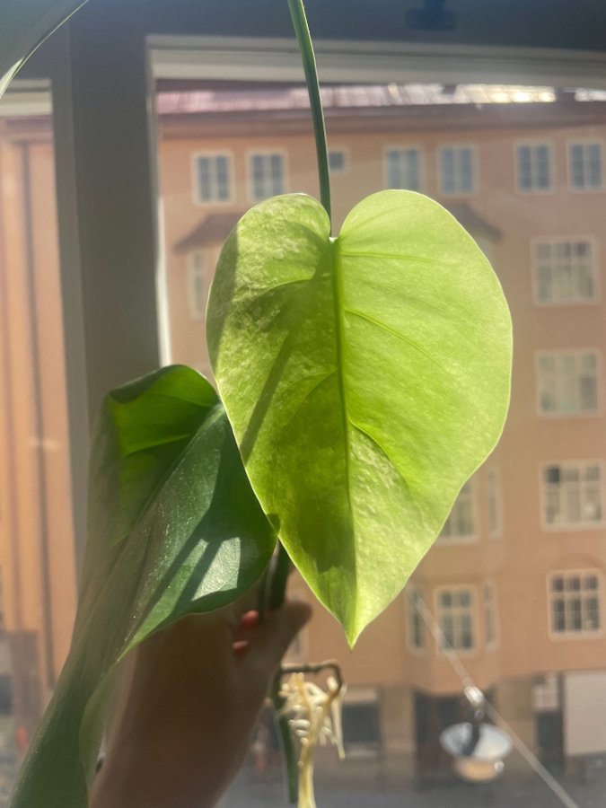 Monstera Variegata - Rotad stickling med tre blad (45 cm lång!)