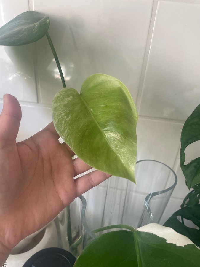 Monstera Variegata - Rotad stickling med tre blad (45 cm lång!)