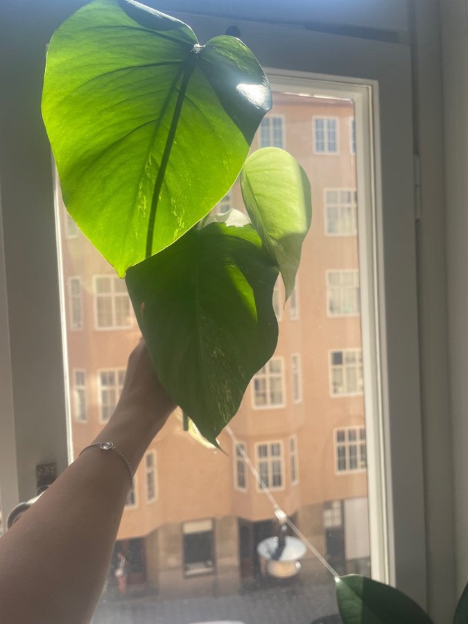 Monstera Variegata - Rotad stickling med tre blad (45 cm lång!)