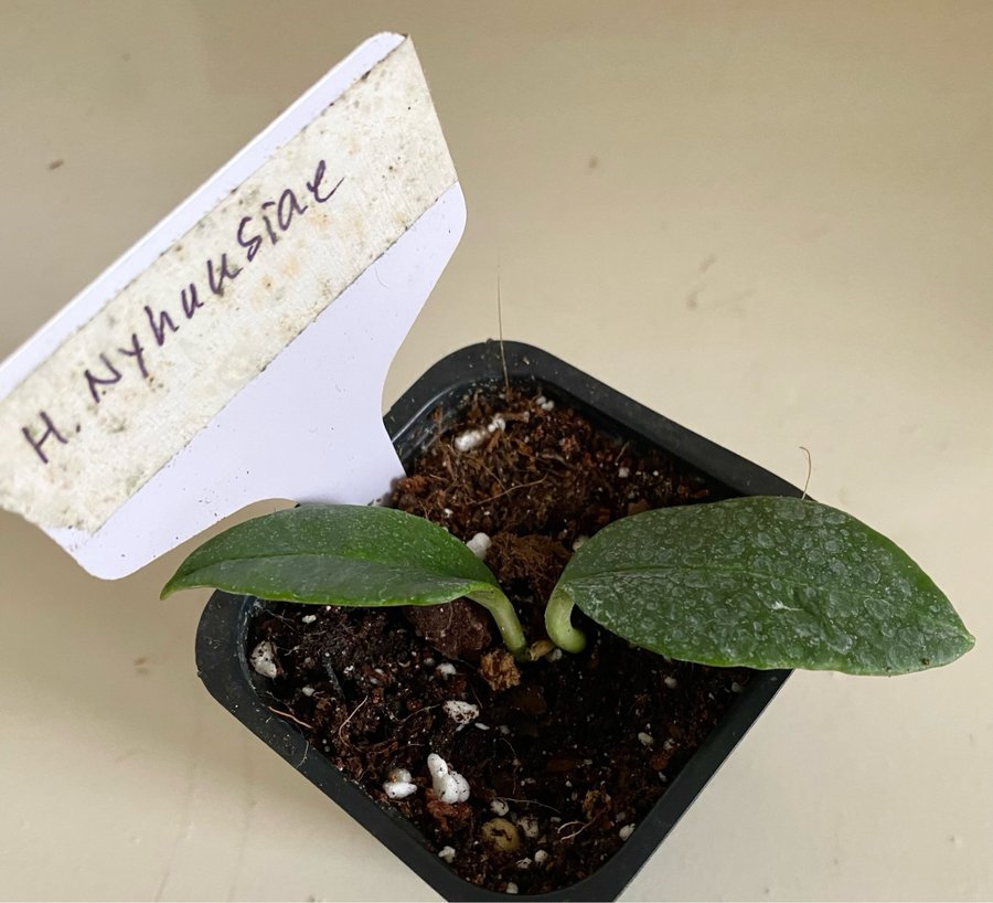 Hoya nyhuusiae raritet