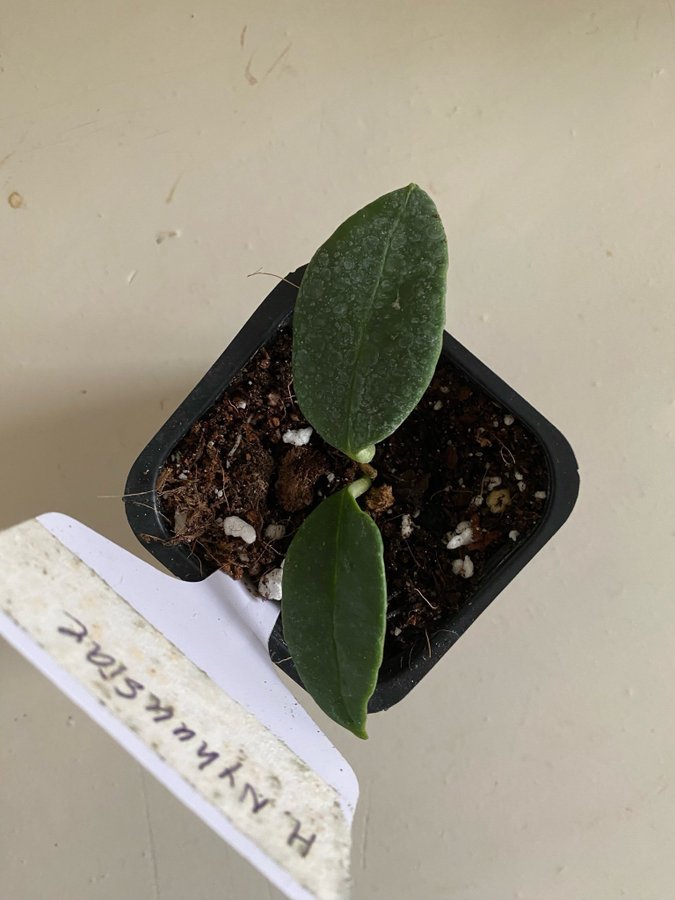 Hoya nyhuusiae raritet