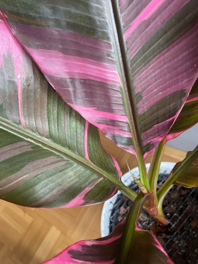 Musa Nono Pink Variegated