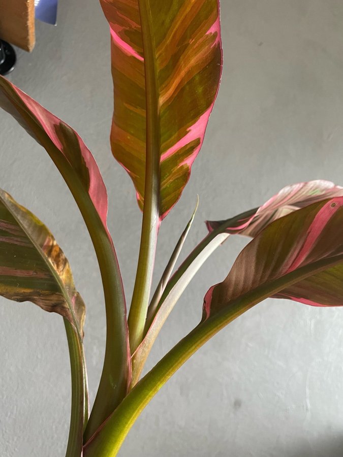 Musa Nono Pink Variegated