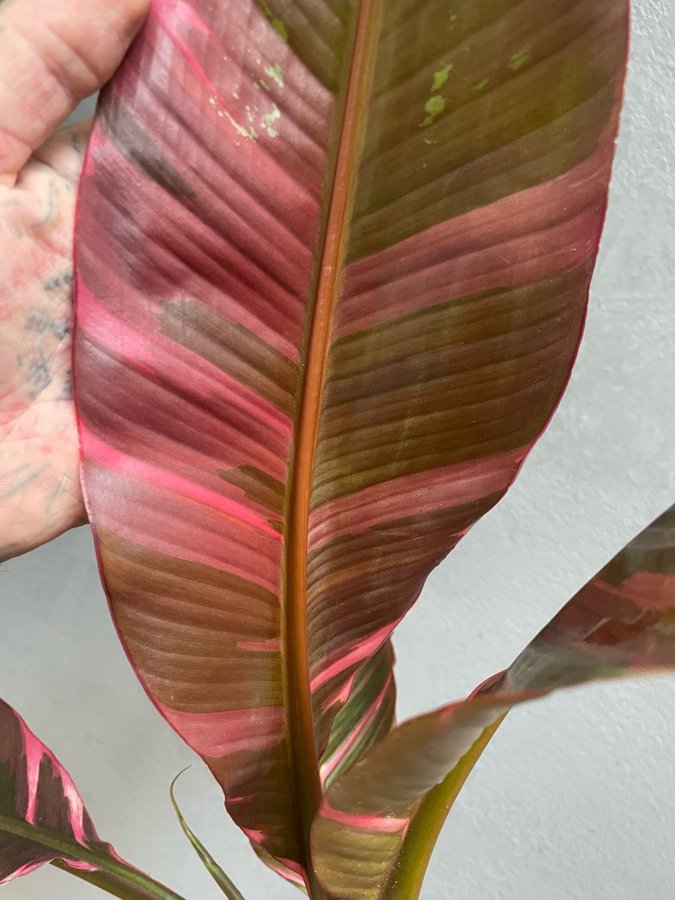 Musa Nono Pink Variegated