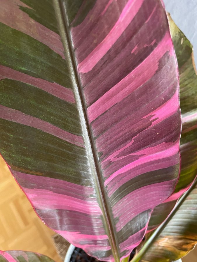 Musa Nono Pink Variegated