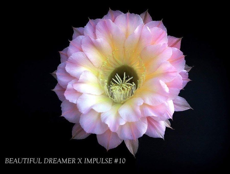 Echinopsis Beautiful Dreamer x Impuls hybrid 7 cm kaktus nr 10