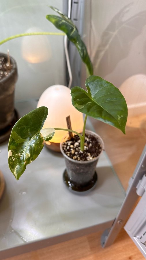 Alocasia Macrorrhiza Variegata