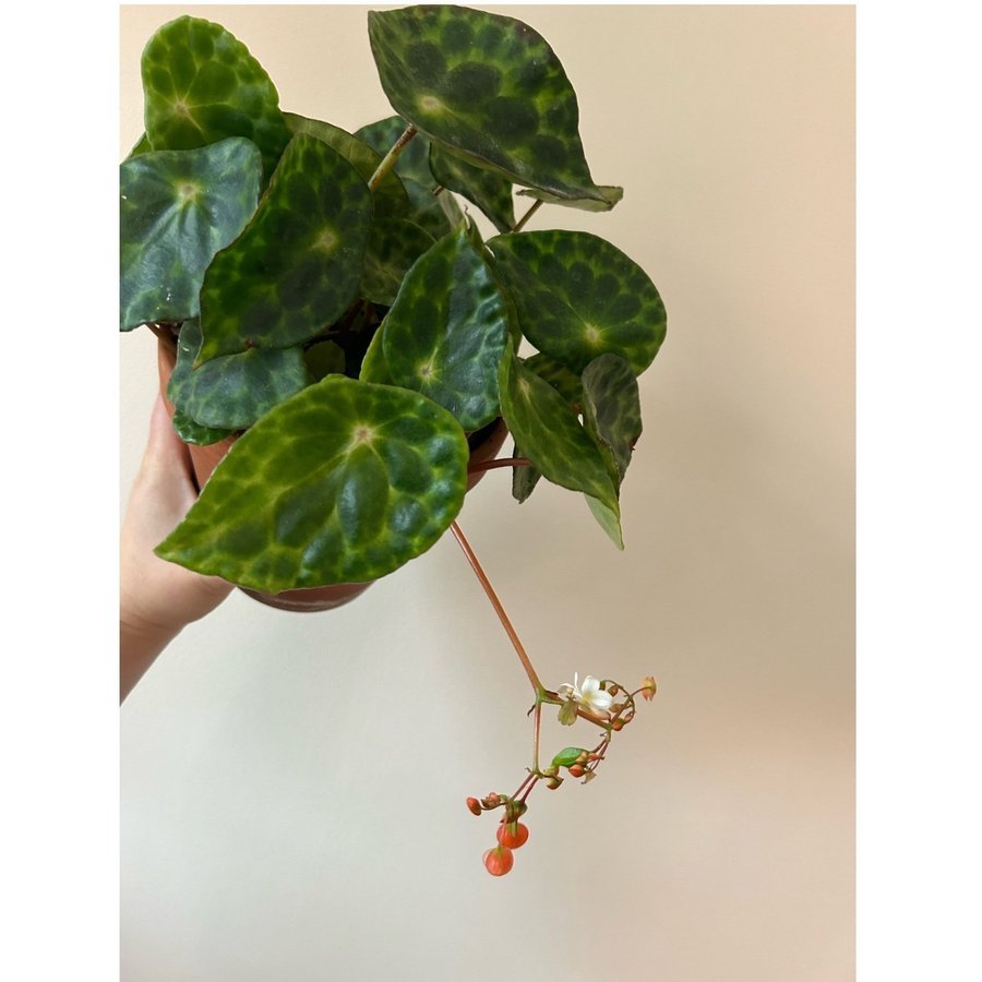 Baby begonia kingiana