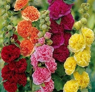 Alcea rosea 'Chaters Double Mix' - Stockros - PLANTA