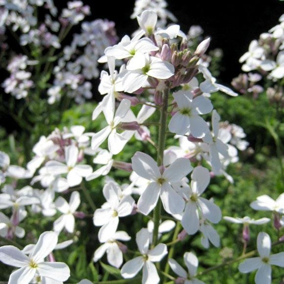 Frösats - fem sorters blommor -