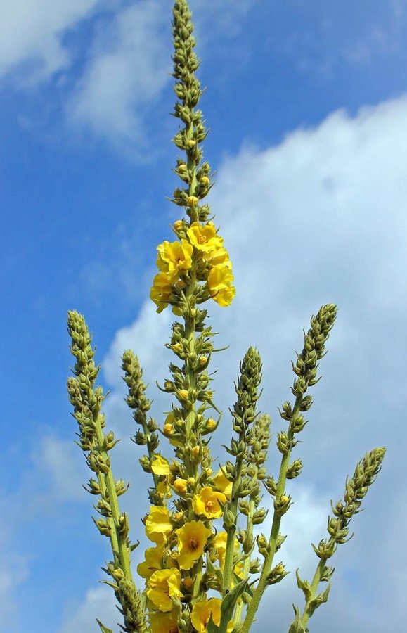 Frösats - fem sorters blommor -