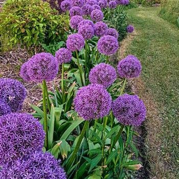 Allium - Gladiator -