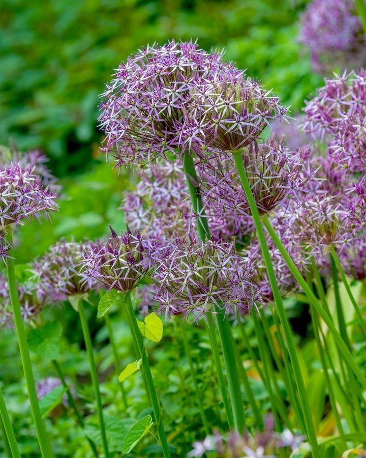 Allium ''Star of Persia'' (Allium christophii)30 frön