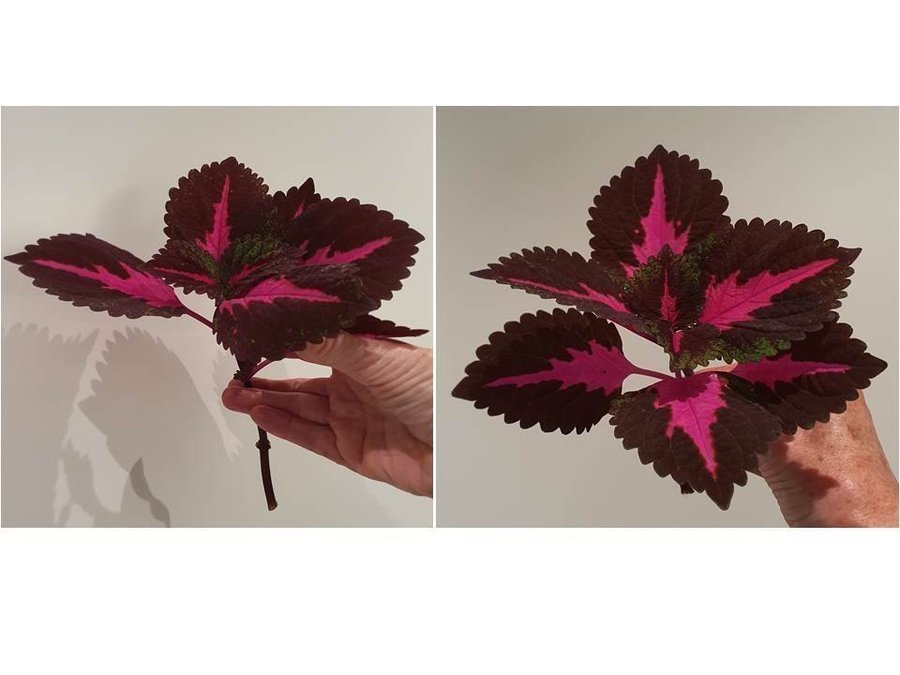 Palettblad China Rose 4 topp-sticklingar ca 15-20 cm