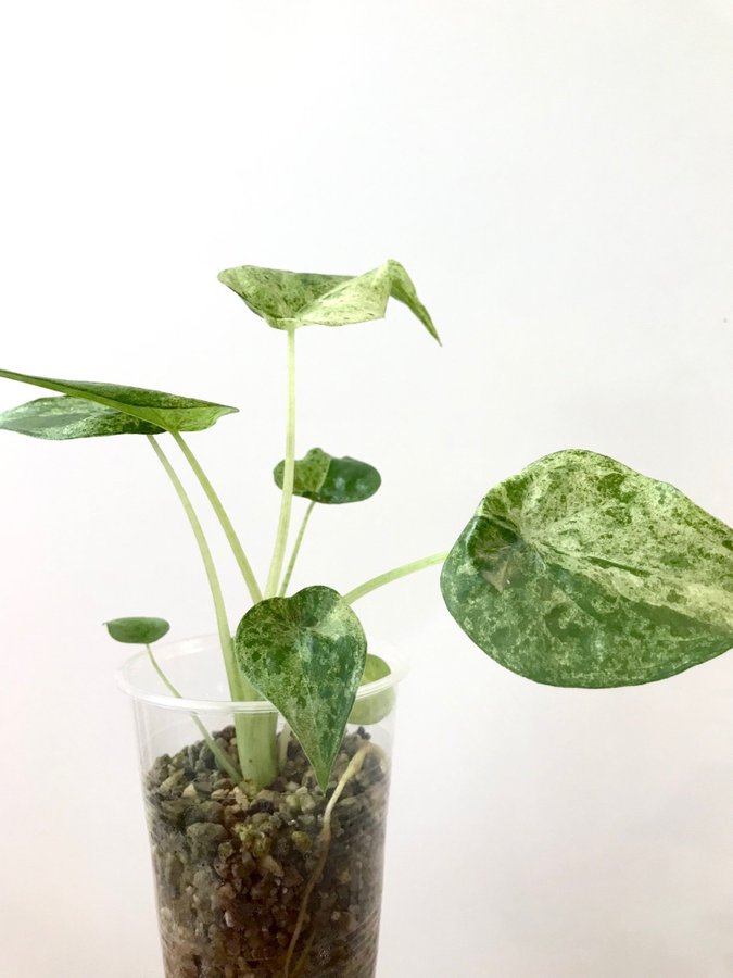Alocasia cucullata mint variegata