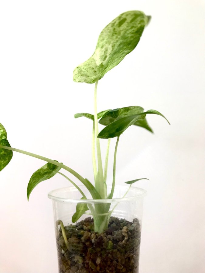 Alocasia cucullata mint variegata