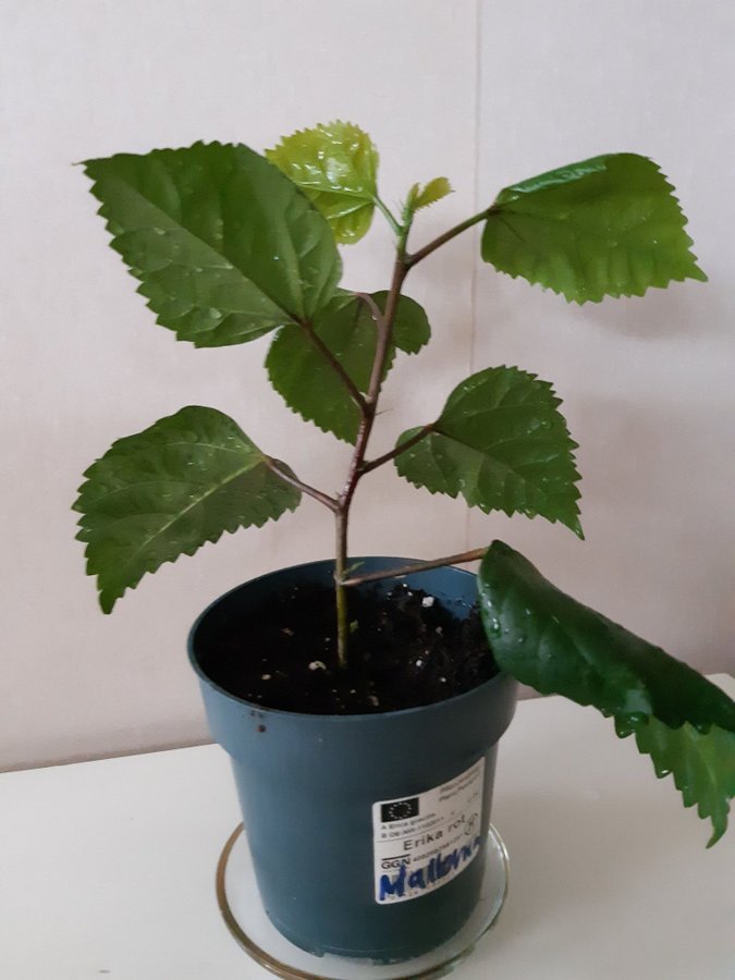 Väldigt vackert tropisk hibiskus - rotad stickling