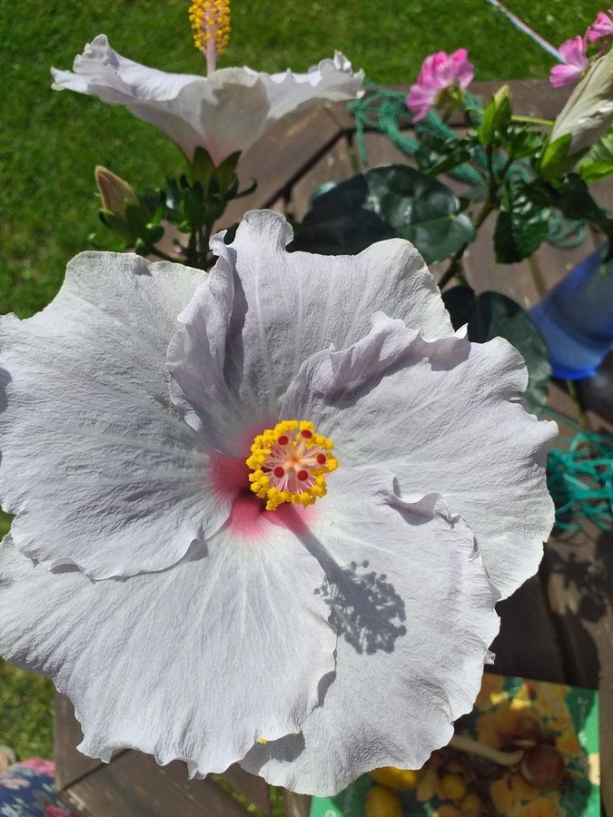 Blue lavendel Hibiskus planta!