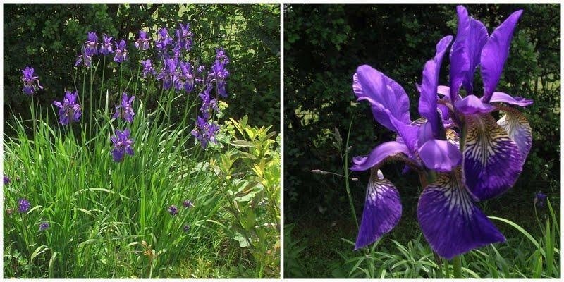 2st Blå SiberianIris!