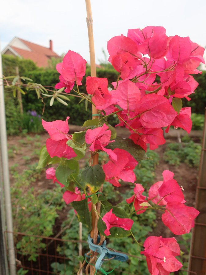 Bougainvillea - Florida - Välrotad Flergrenad - 45 hög från jordkanten