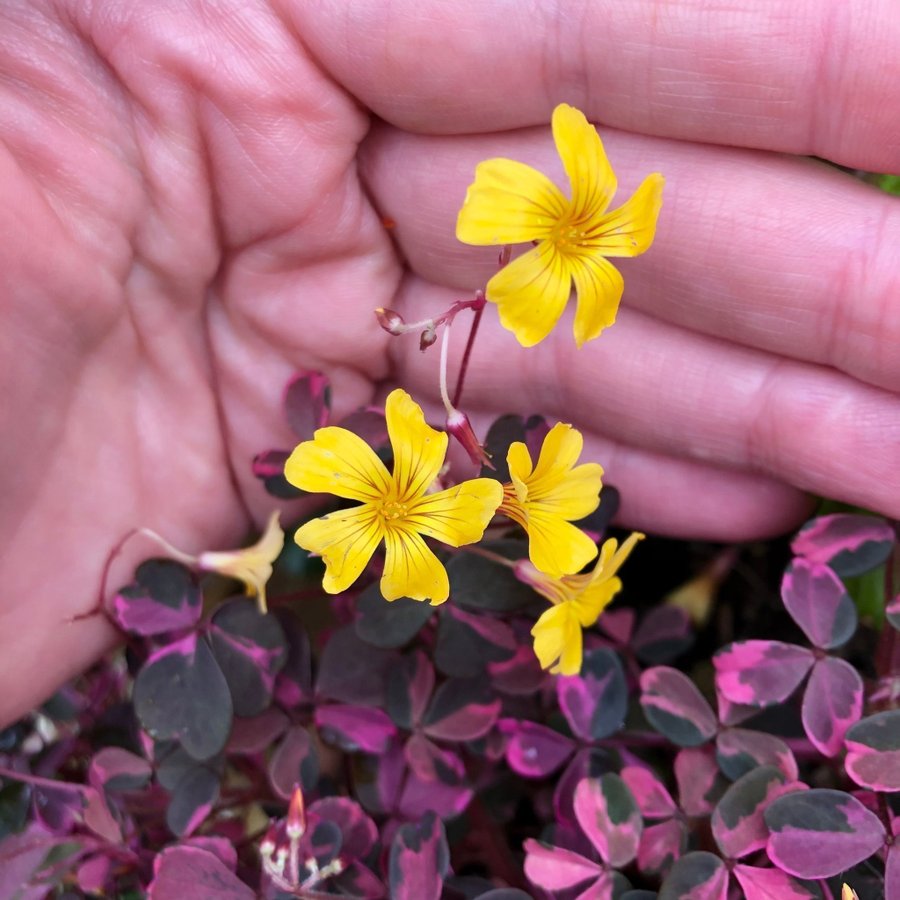 ”CRAZY PLUM” OXALIS - Triangeloxalis -Lyckoklöver -