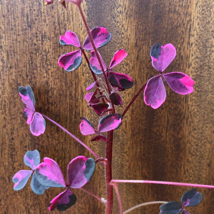 ”CRAZY PLUM” OXALIS - Triangeloxalis -Lyckoklöver -