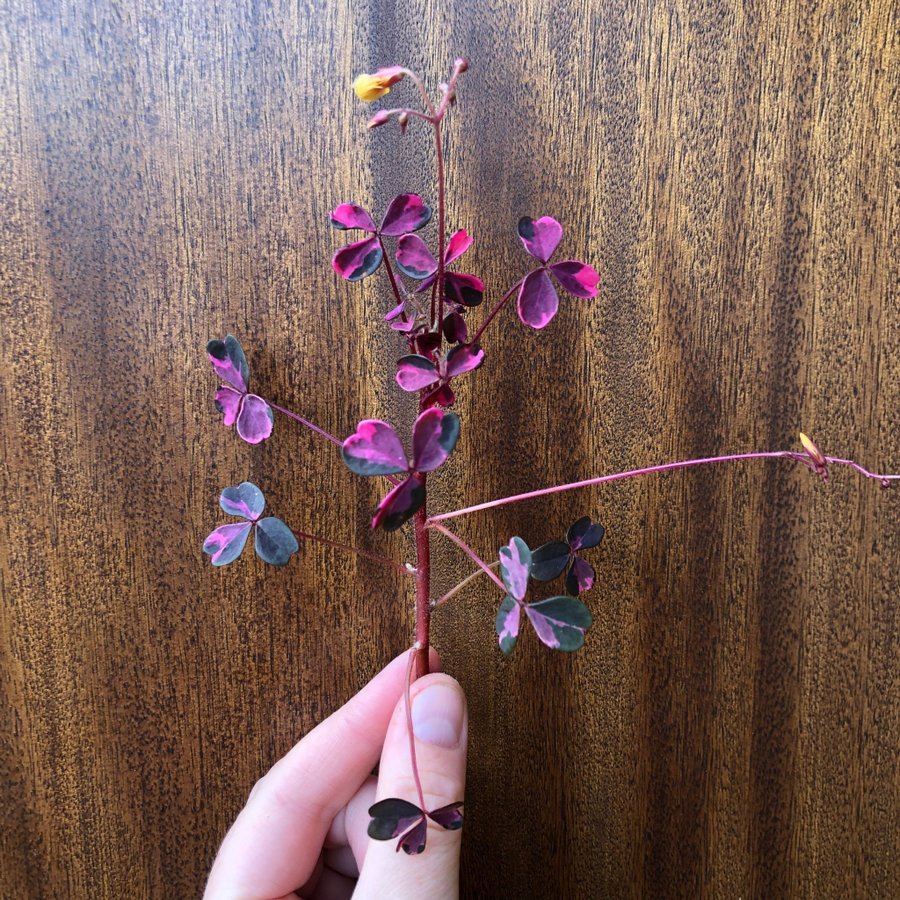 ”CRAZY PLUM” OXALIS - Triangeloxalis -Lyckoklöver -