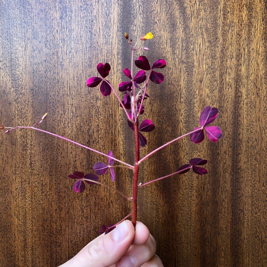 ”CRAZY PLUM” OXALIS - Triangeloxalis -Lyckoklöver -