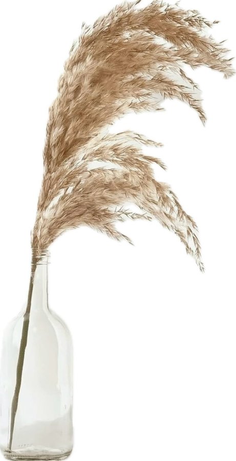 20st Pampas 60cm