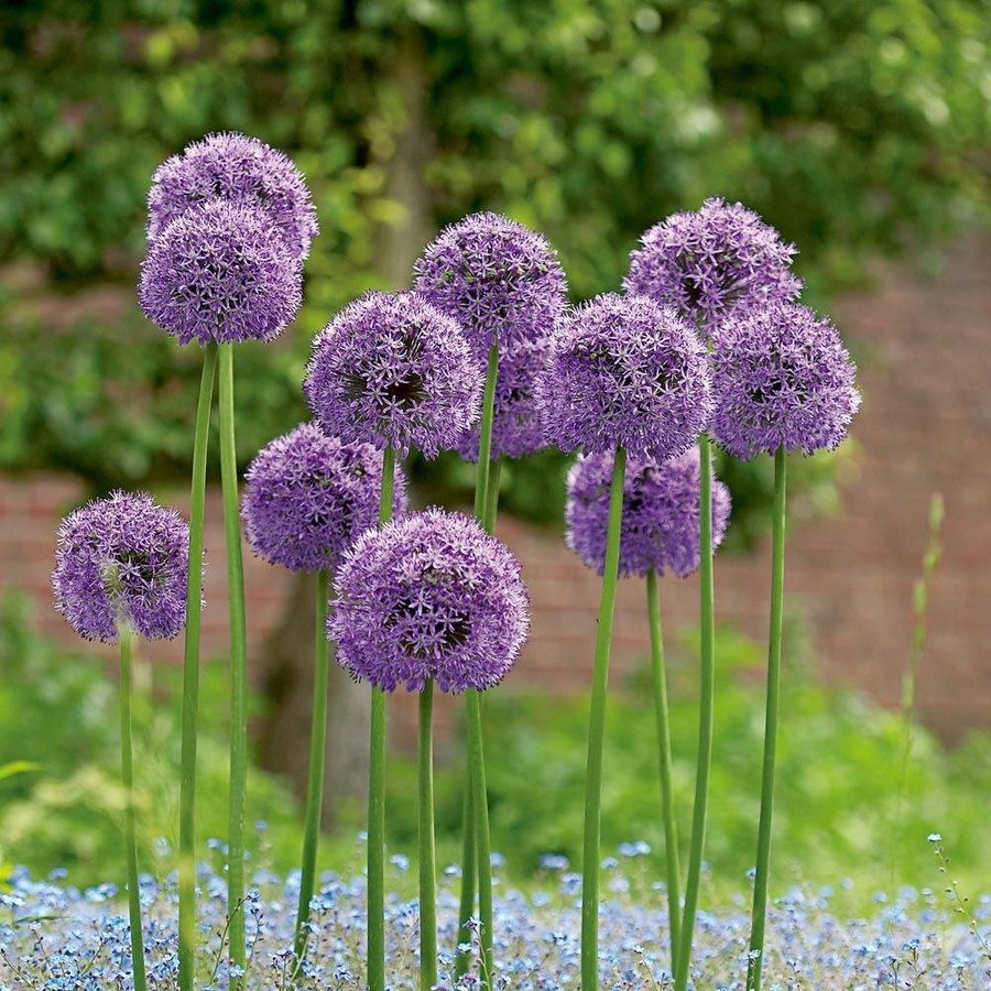 Frösats - fem sorters blommor -