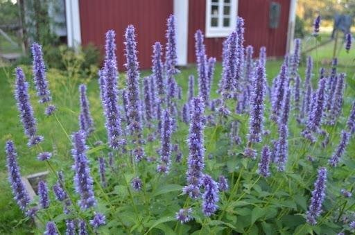 Frösats - fem sorters blommor -