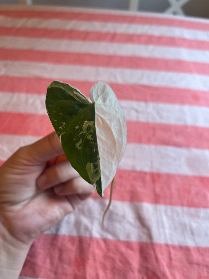 Syngonium podophyllum ’Albo Variegata’