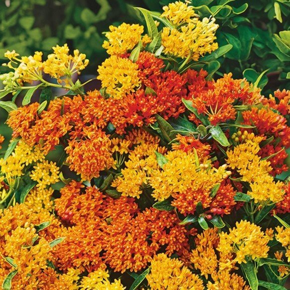 Rosensidenört Butterfly Weed flerårig höjd 90 cm bl rjuli-september 20 frön